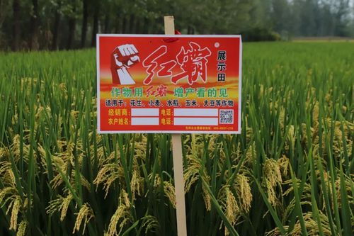 水稻用红霸增产看得见