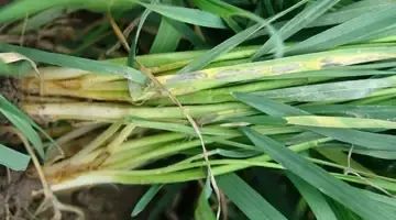 小麦拌种剂土传病害
