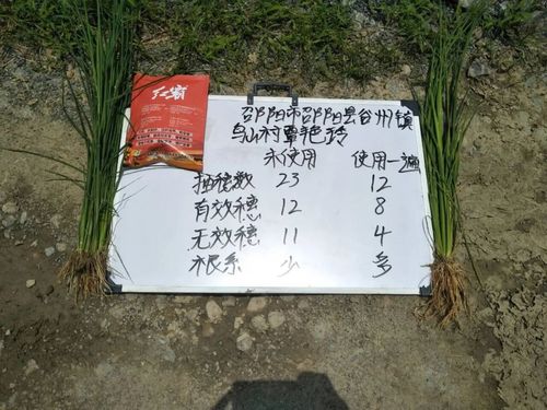 水稻分蘖期，水稻增产套餐