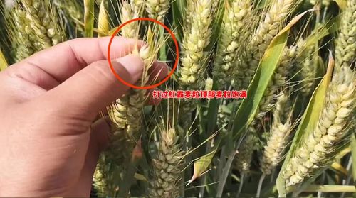打过红霸的小麦麦粒饱满