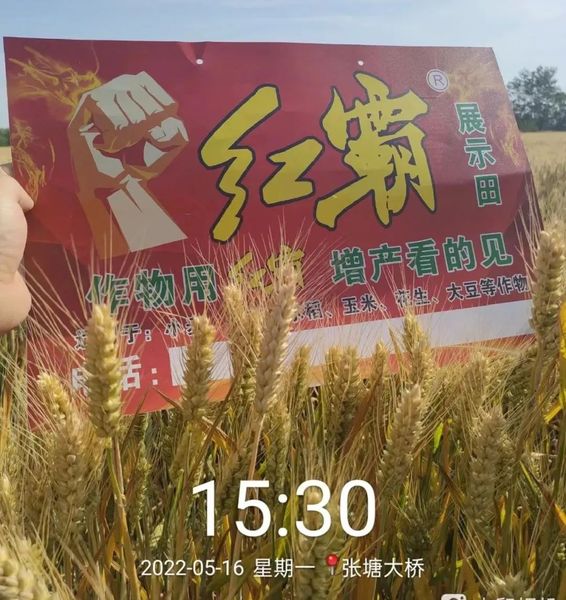 红霸小麦展示田，作物用红霸，增产看的见