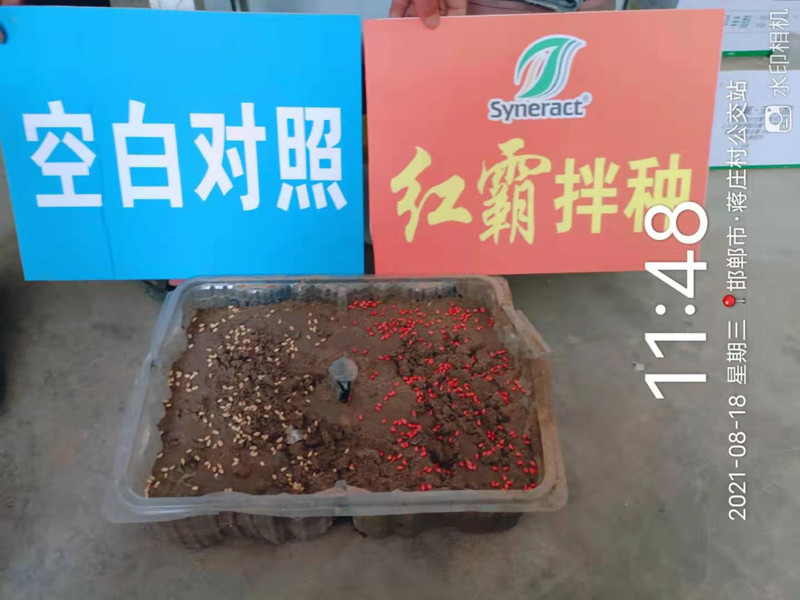 红霸小麦拌种剂