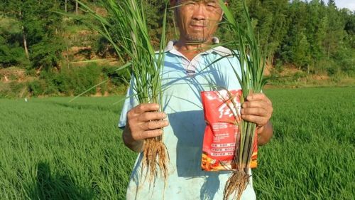 水稻分蘖期，水稻用红霸增产看得见