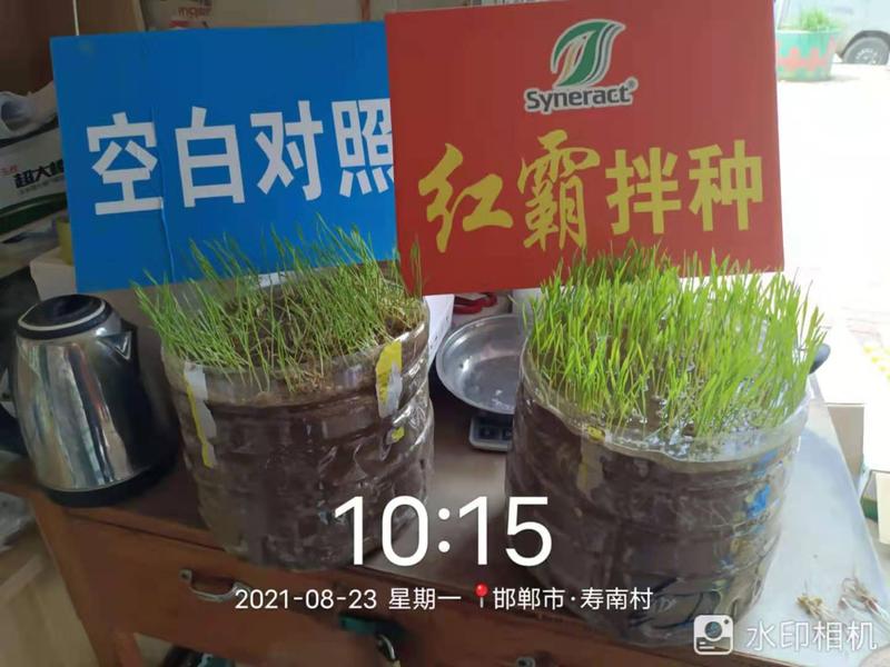 红霸小麦拌种剂