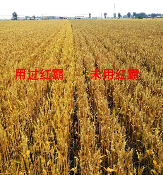 小麦用红霸，红霸增产套餐，郑州先利达有限公司