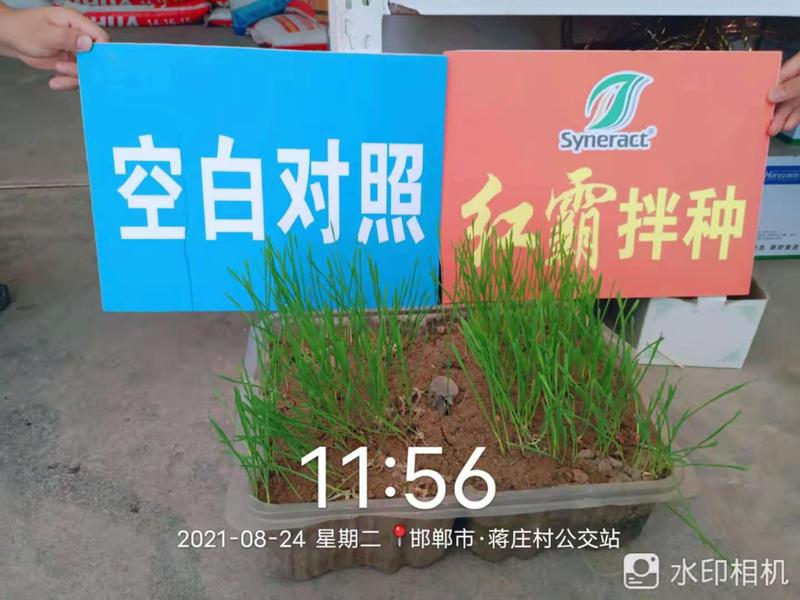 红霸小麦拌种剂