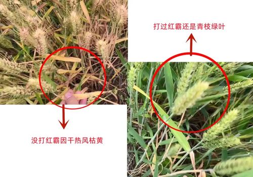 使用红霸的小麦活秆成熟，抗干热风