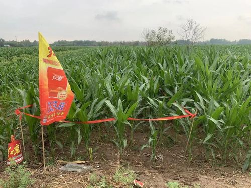 红霸玉米增产示范田