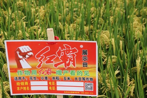 红霸展示田，水稻用红霸增产看得见