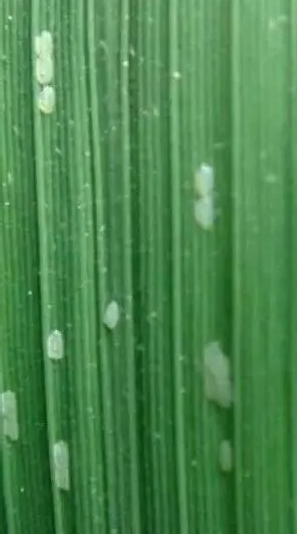稻纵卷叶螟就用红霸
