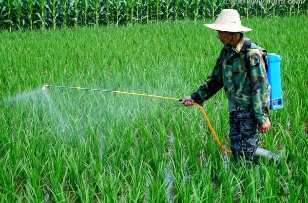 水稻病虫害防治,先利达水稻高产方案 郑州先利达化工有限公司