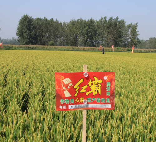 红霸增产套餐，红霸水稻示范田，水稻